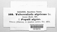 Tubercularia nigricans image